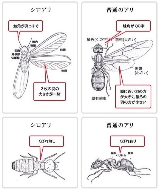 羽アリ大量発生の原因と駆除法 シロアリ駆除119番 愛知県名古屋市 一級建築士が担当 確実に駆除するシロアリ駆除会社