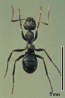 シロアリは黒い シロアリ駆除119番 愛知県名古屋市 一級建築士が担当 確実に駆除するシロアリ駆除会社